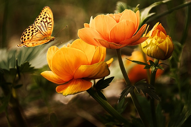 motýl nad květinami